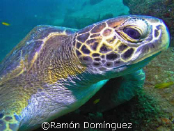 Green sea turtle. Sea of Cortéz. by Ramón Domínguez 